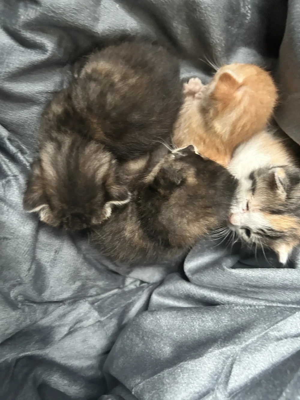 Rezervare Adopție: 5 Pui de Pisică Adorabili (Disponibili peste o lună)