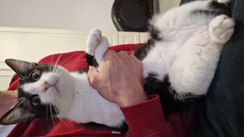 Donez motan in varsta de 6 luni