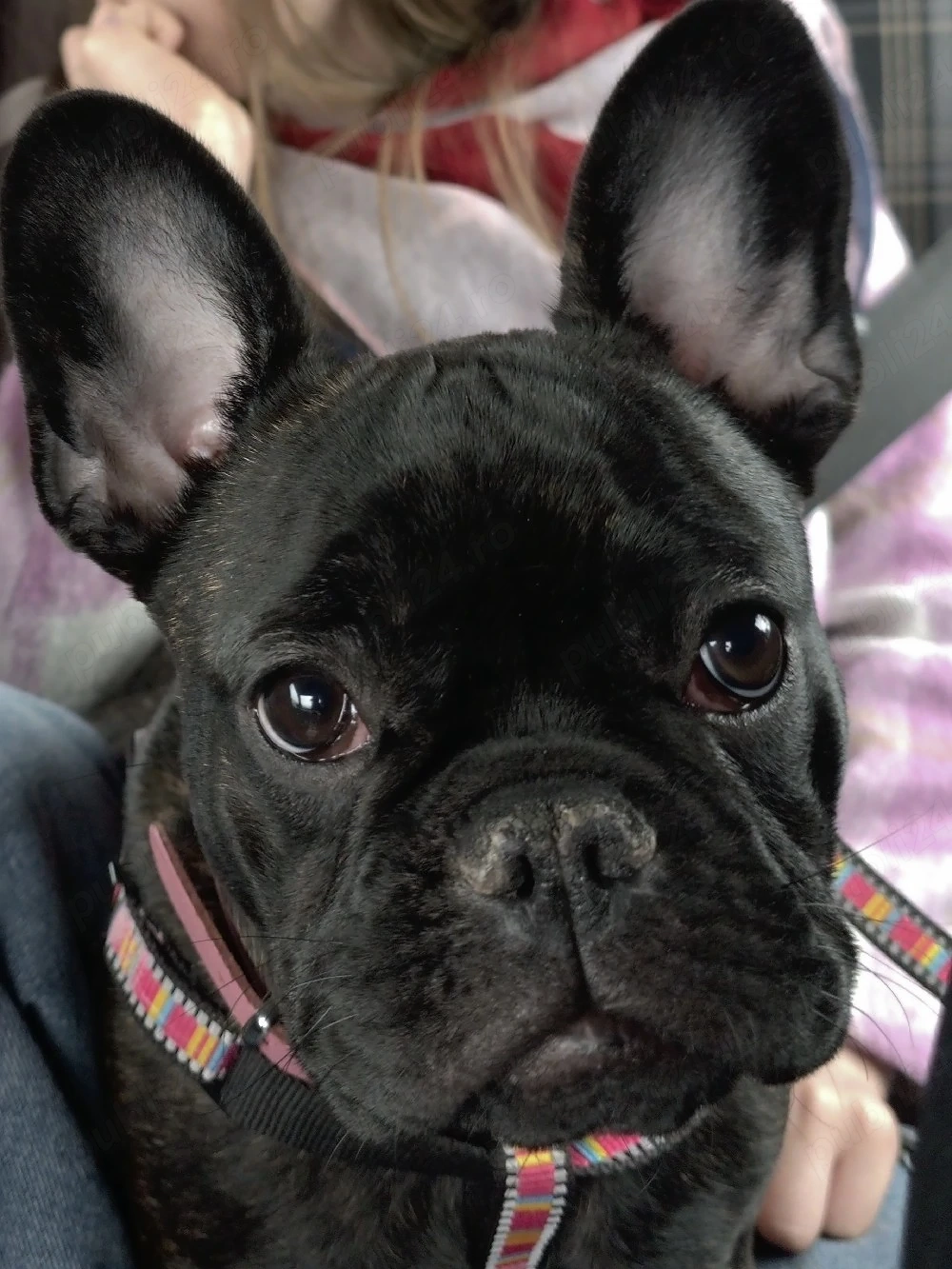 pui bulldog francez fetita