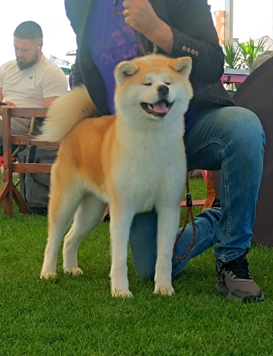 Disponibil Akita Inu 