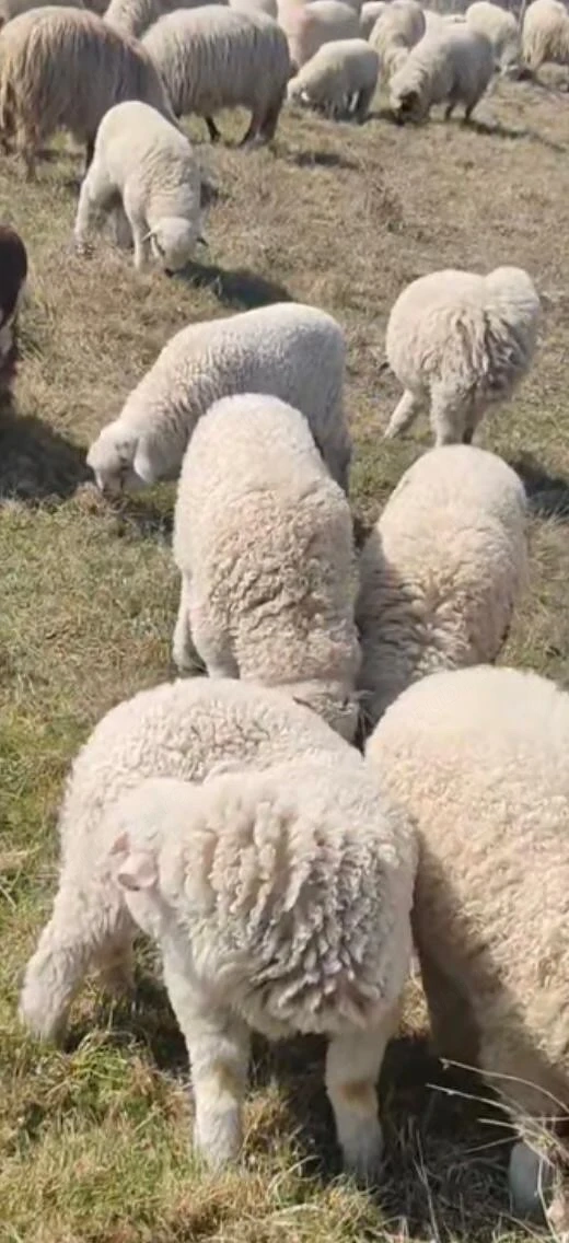 De vânzare 200 de oi cu miei 