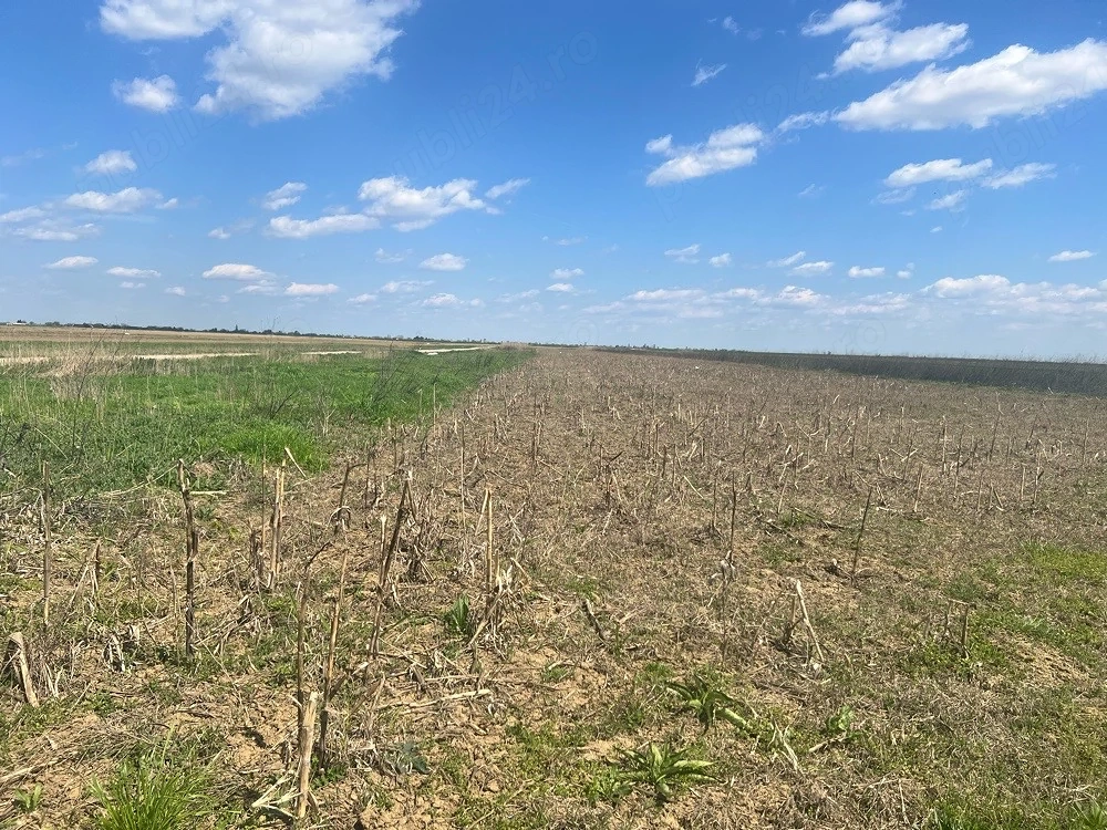 Vând teren extravilan   Slobozia Moară, Dâmbovița