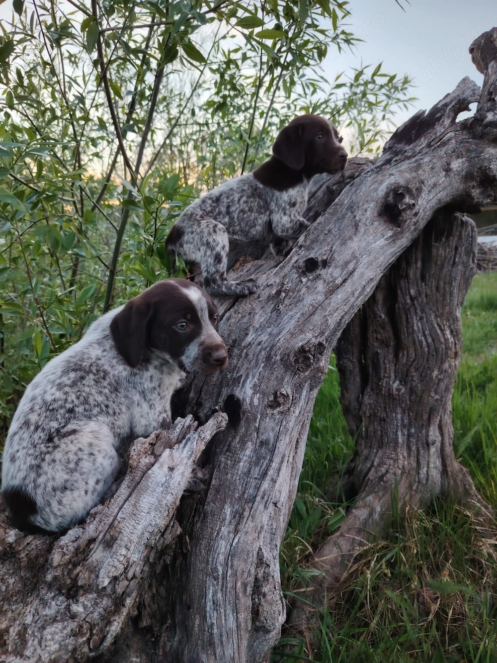 Pui Brac 7 săptămâni