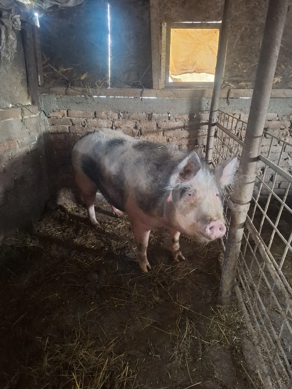 de vinzare purcea 10 lei kg