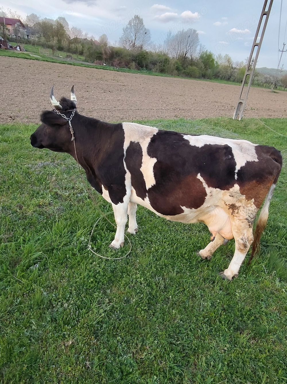 Vaca Holstein de vânzare 