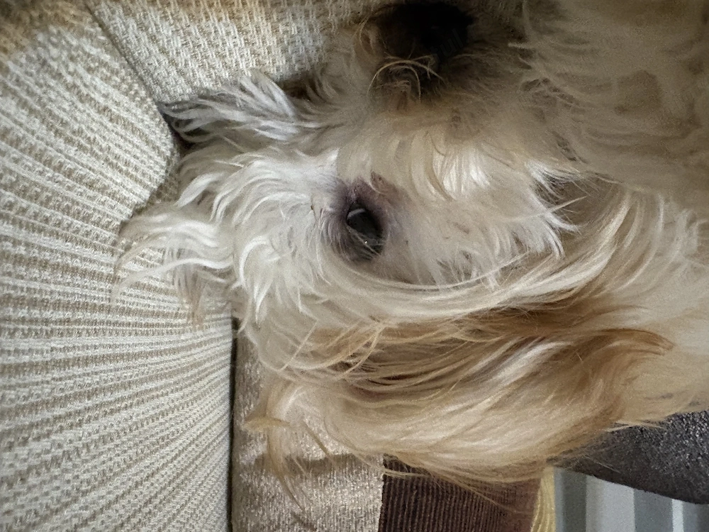 Fata maltipoo talie mica