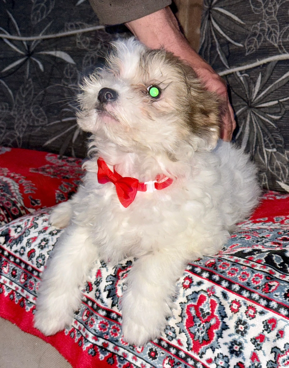 Fetița bichon havanez 