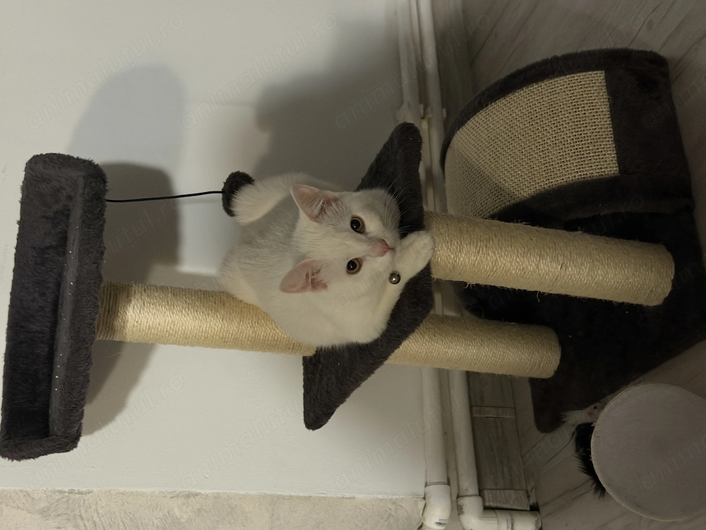 Motan alb de vânzare plus toate cele necesare,se numește Tommy este vaccinat și deparazitat,carnet.