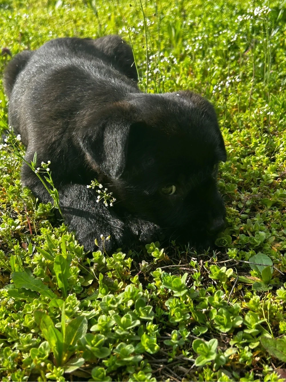 cățelusi spre adoptie 