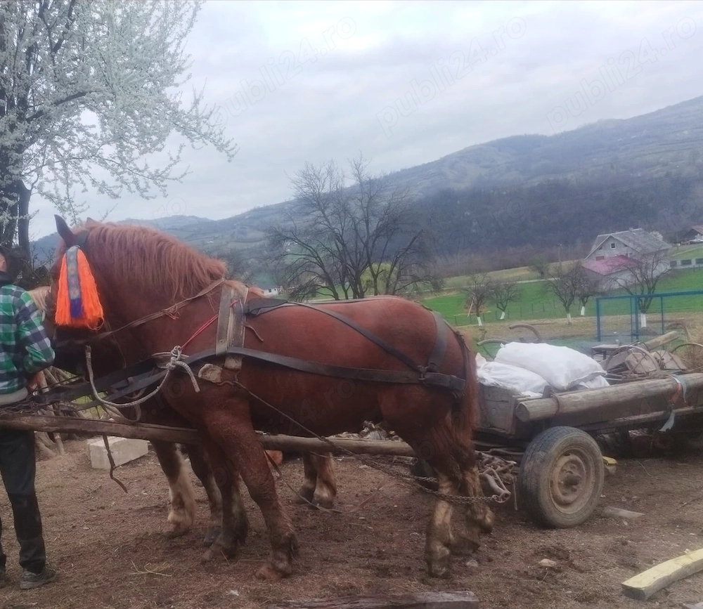 Armăsar de vânzare 