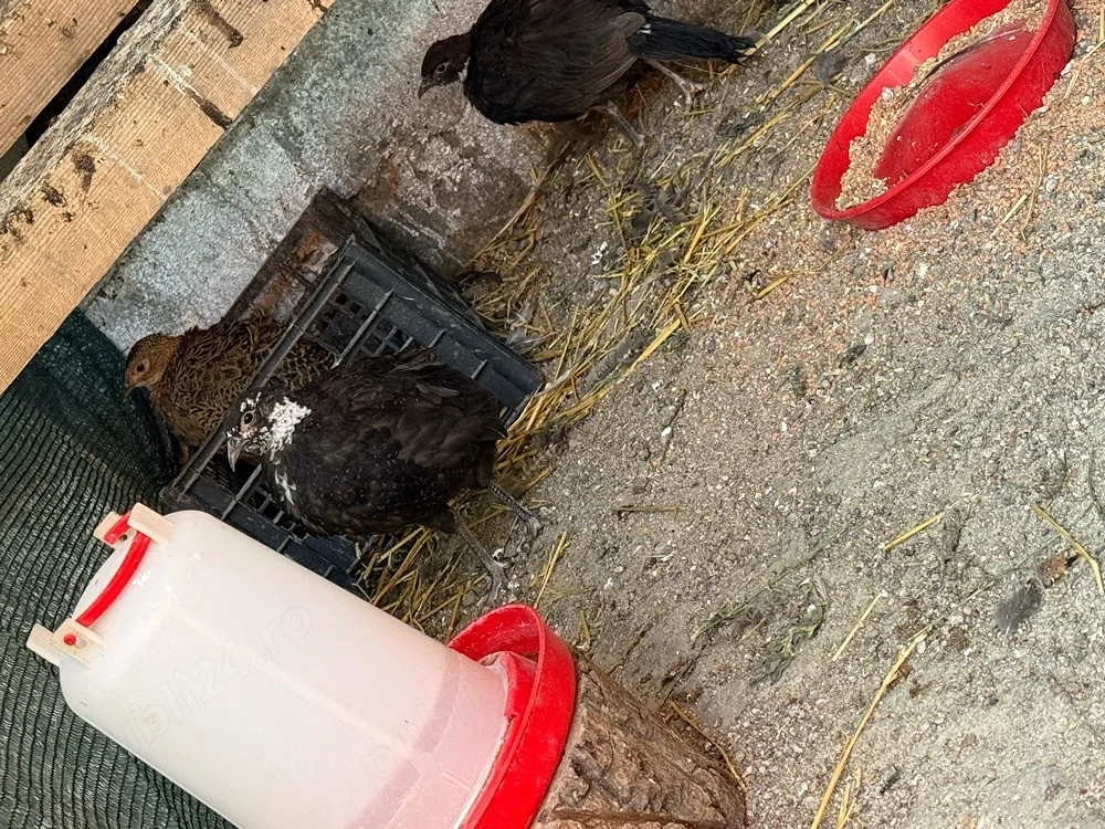 Fazani comuni si tenebros