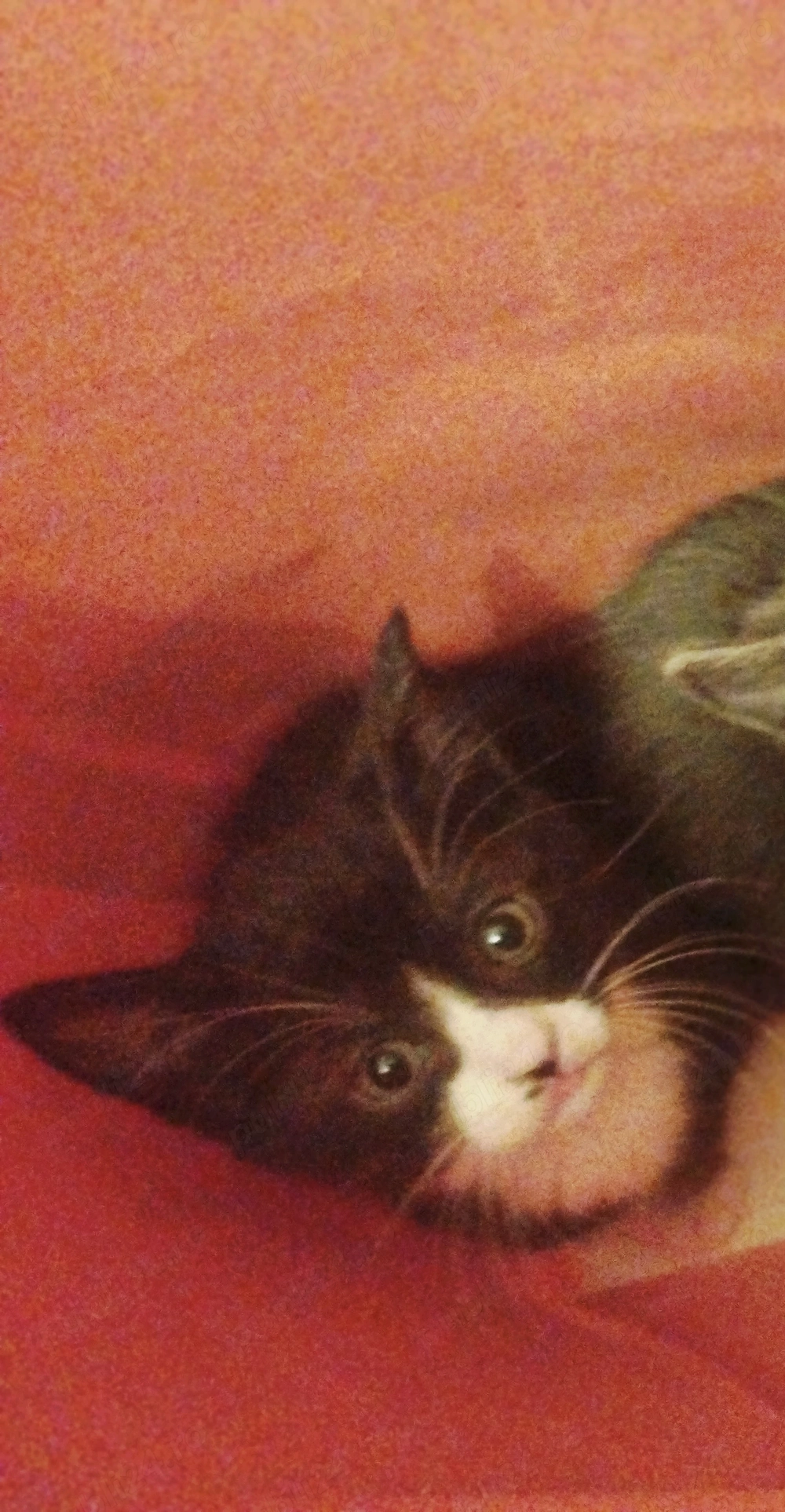 Baietel  superbisim Scottish straight bicolor, cauta Om de nadejde