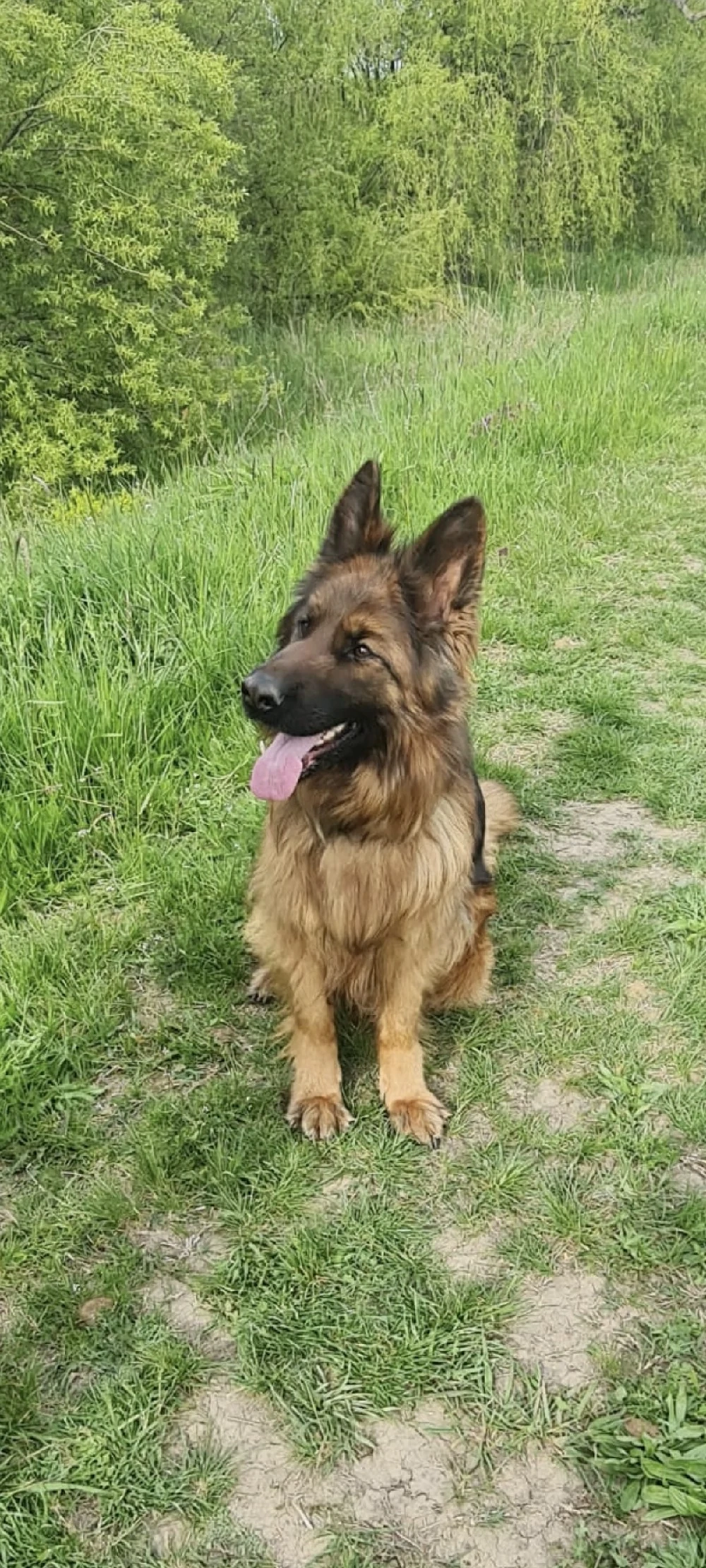 Vînd Femelă C.G cu păr lung