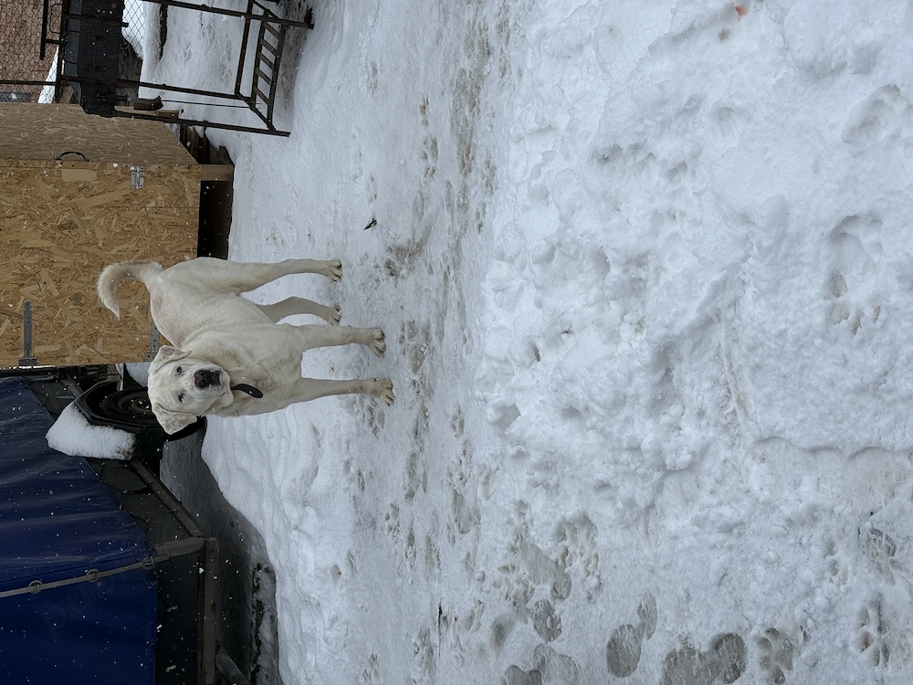 De vanzare femela asia centrala mai multe detali in privat