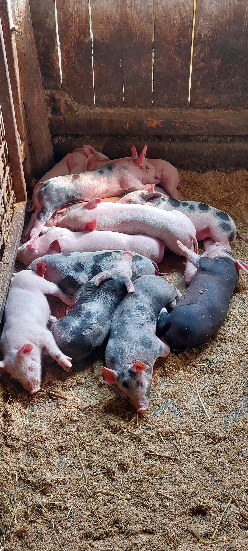 Purceii de vânzare Duroc cu Pietrain și Marele Alb 