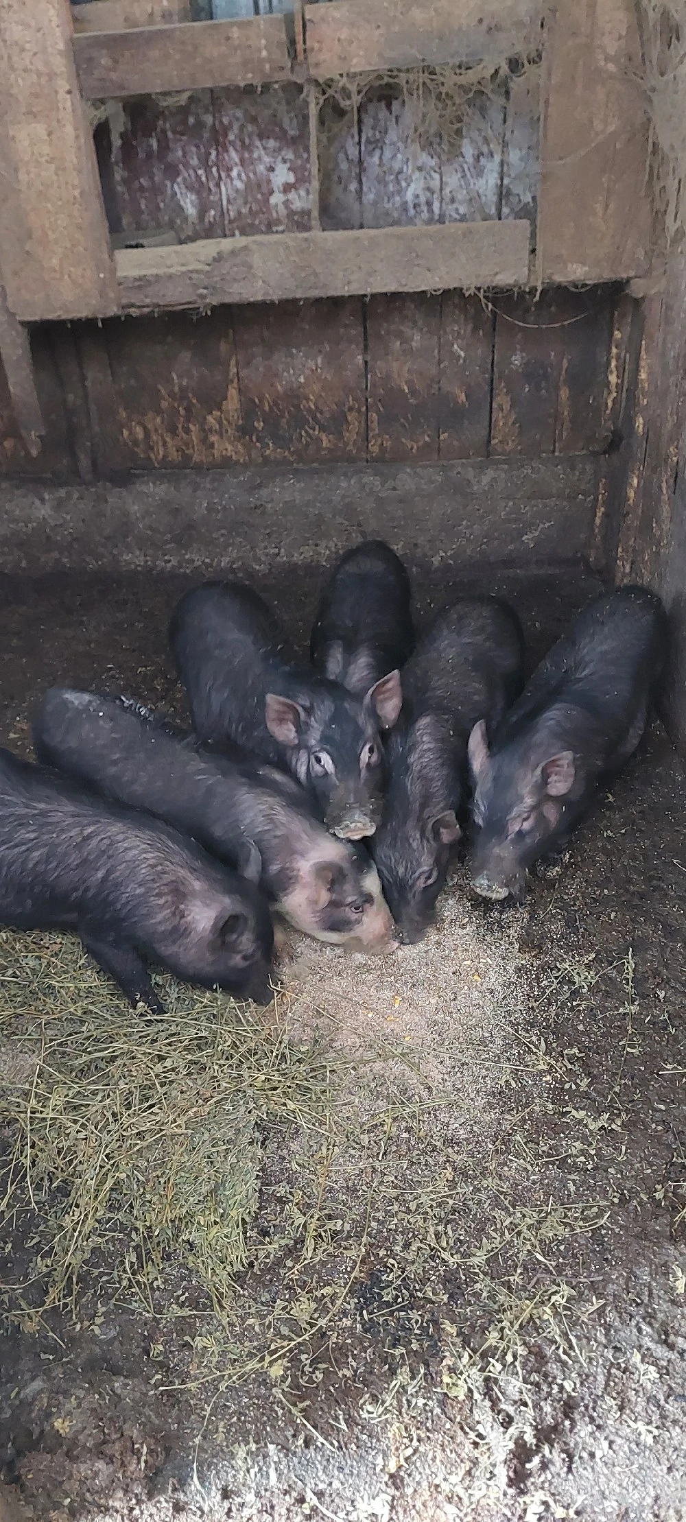 Vietnamezi de 5 luni