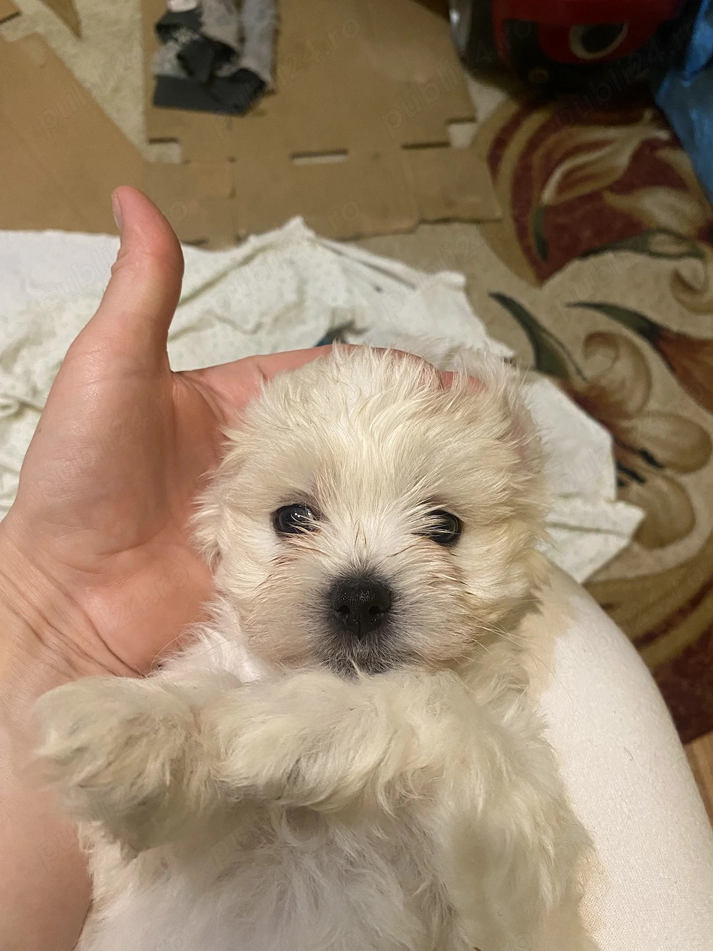 vand pui de bichon maltez 