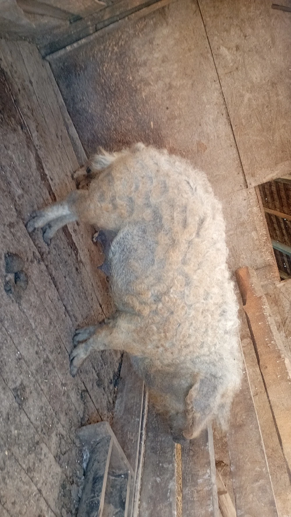 scroafă mangaliță de vanzare!