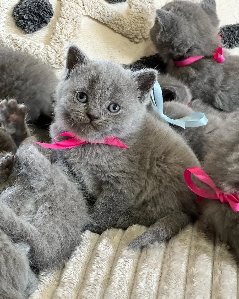 Pisici rasa British par scurt & par lung - Canisa Autorizată 