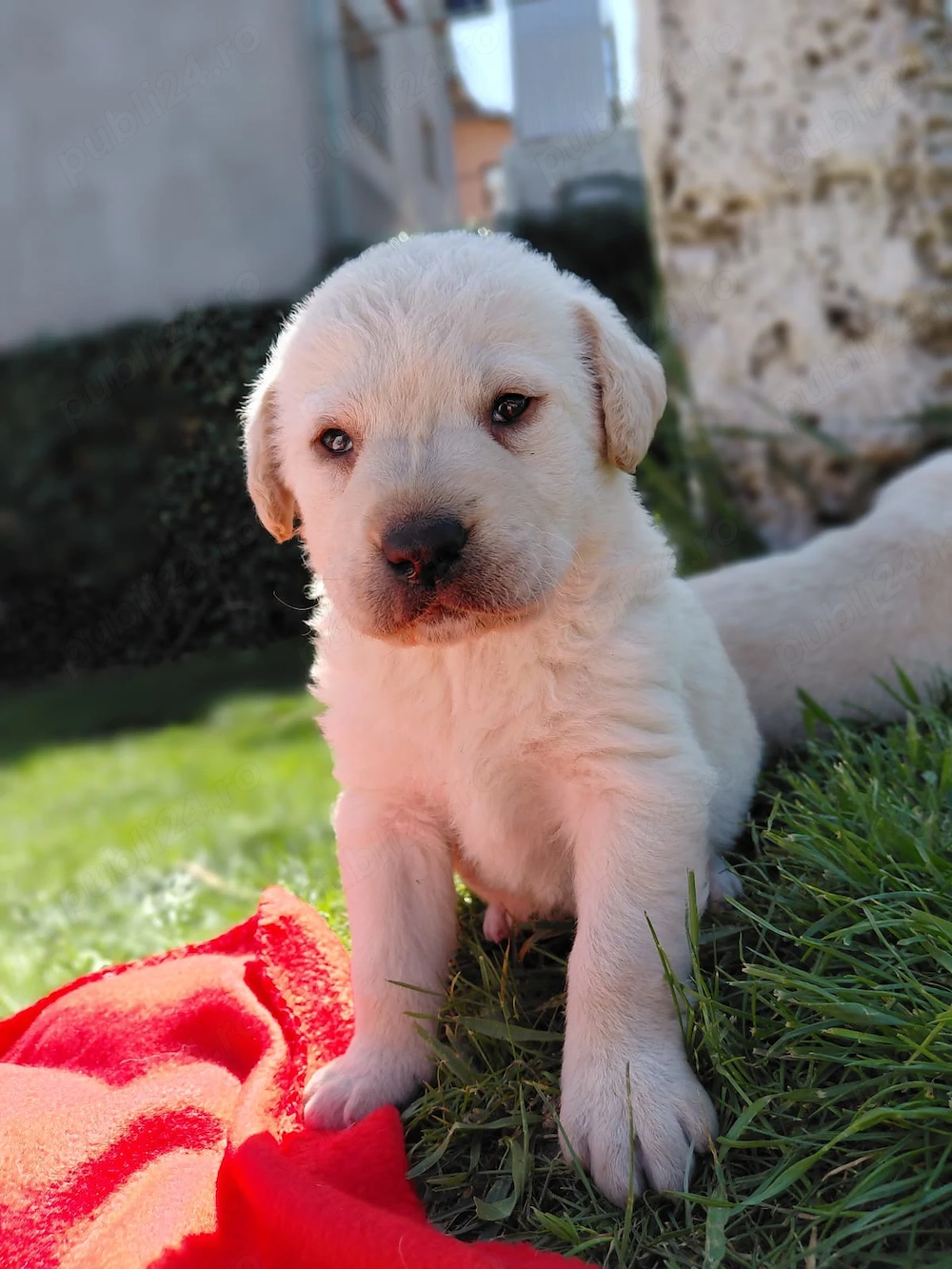 Pui labrador de vanzare