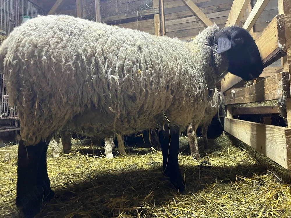 berbecut suffolk + oaie suffolk