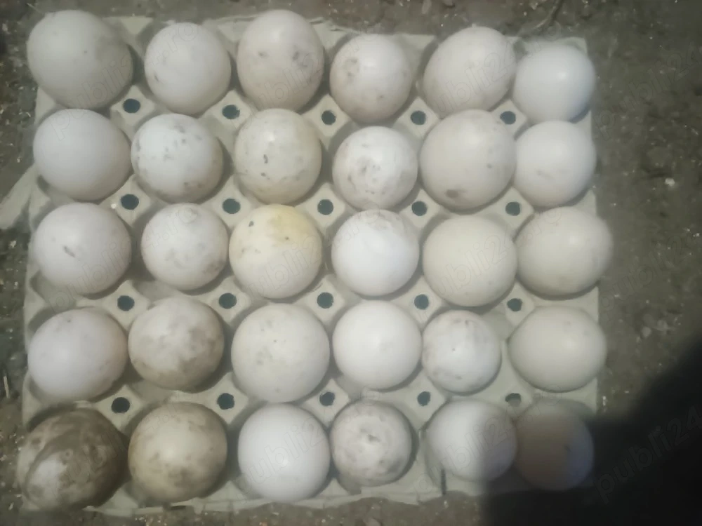 Ouă de găină și rațe 