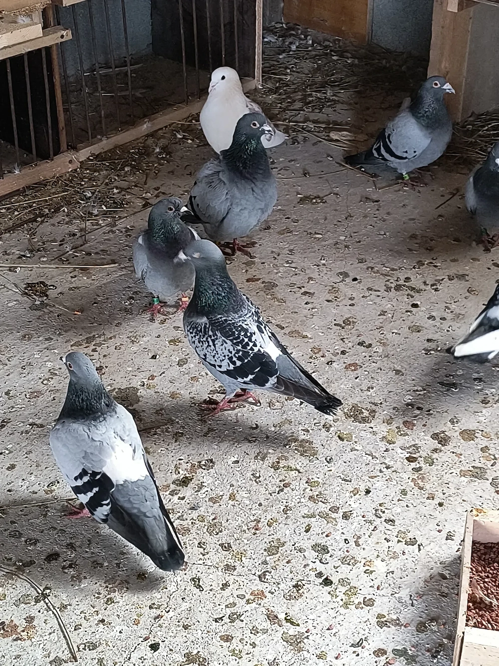 porumbei voiajori de vânzare 