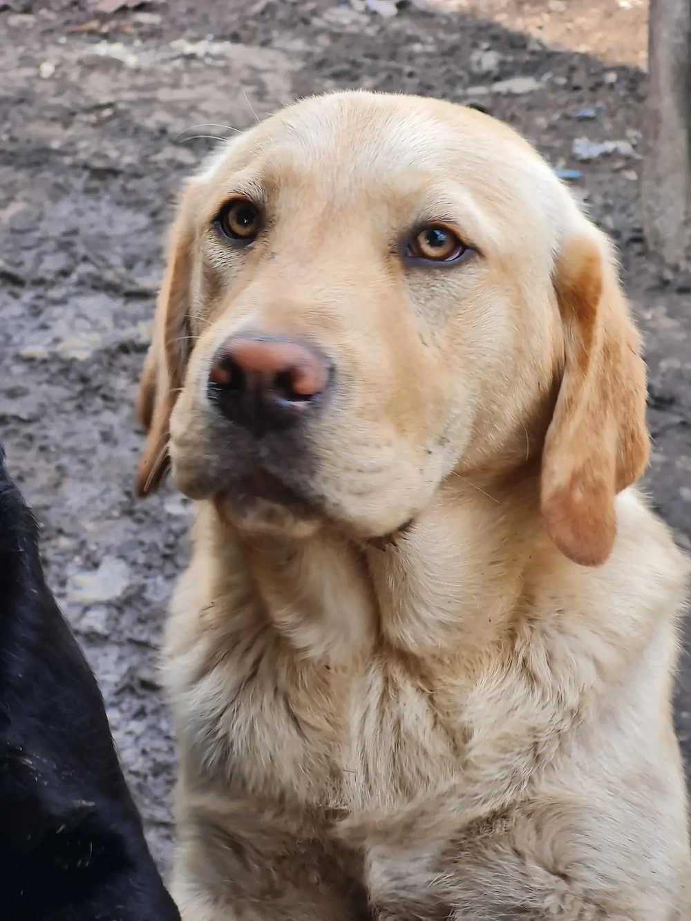 Labrador Retriever Auriu , Mascul,schema completa de vaccinare si deparazitare,disponibil imediat