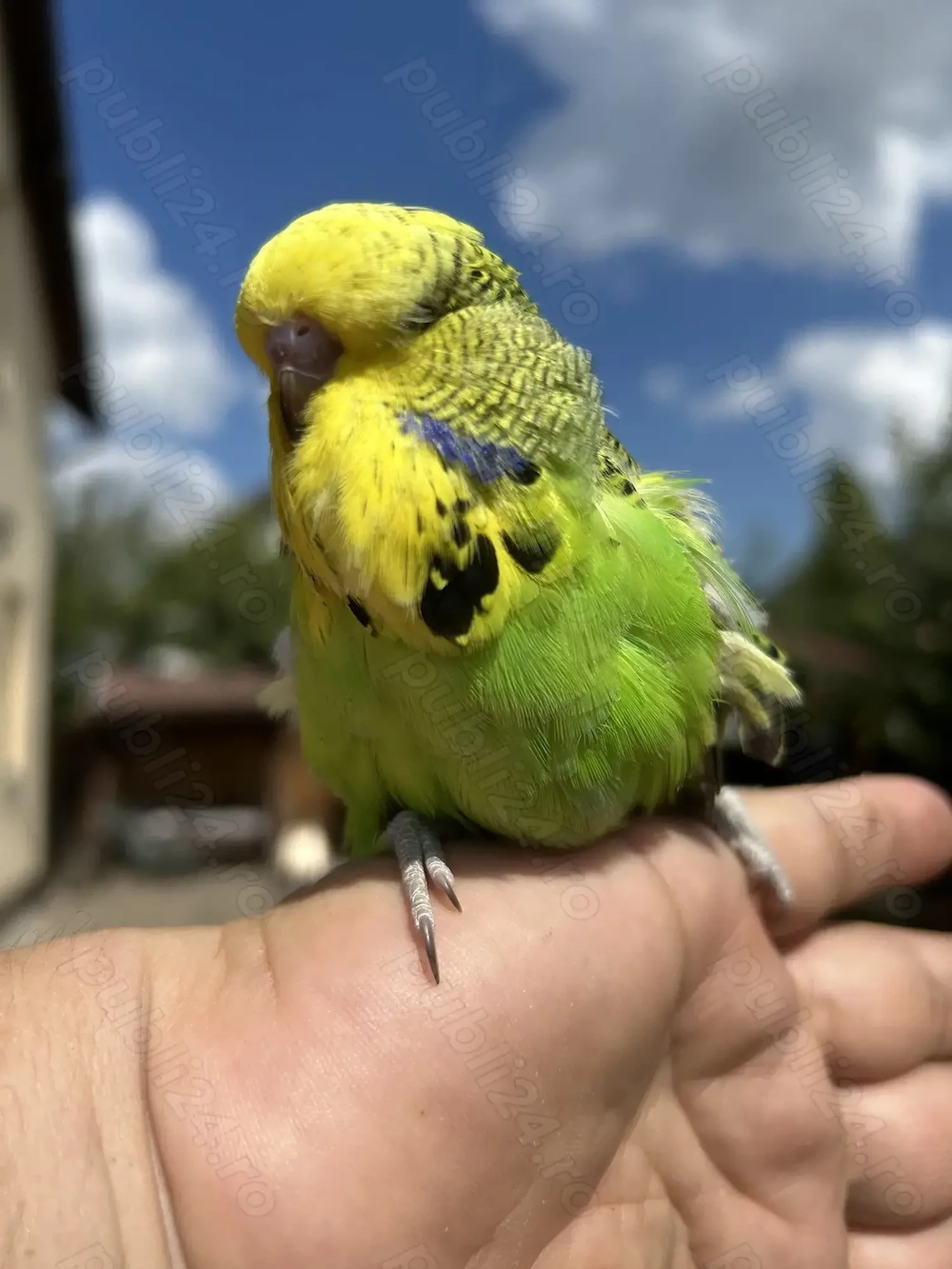 Papagali perusi standard  familie reproducatoare tineret pui