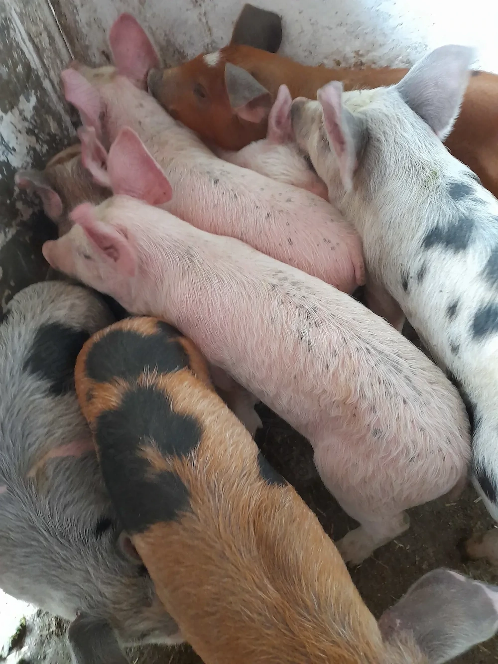 purcei 11 săptămâni 320 lei