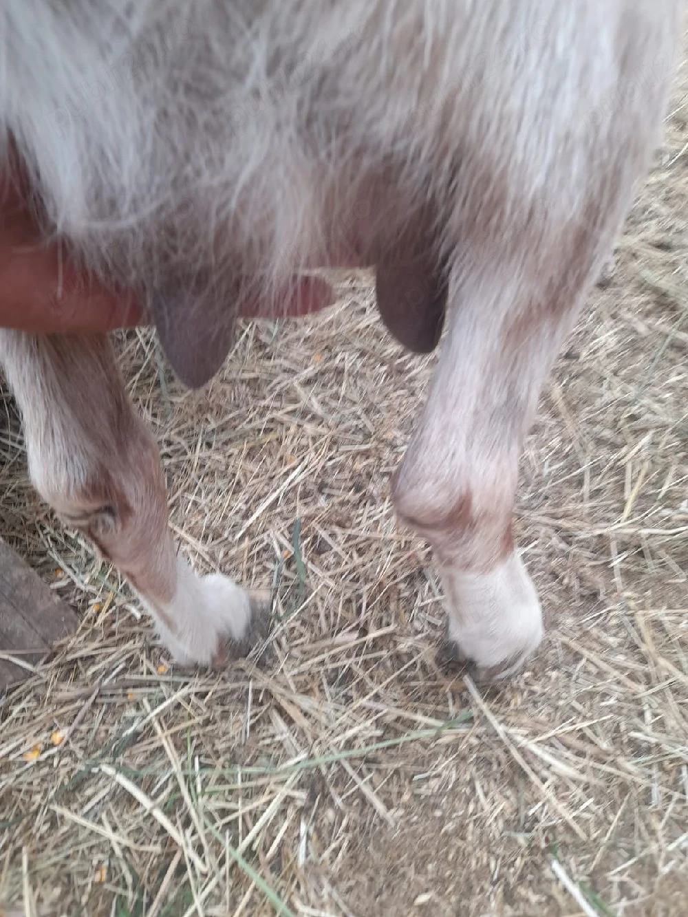 vand capre gestante,