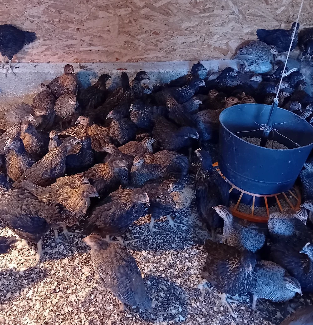 de vanzare bibilici si puikute de oua