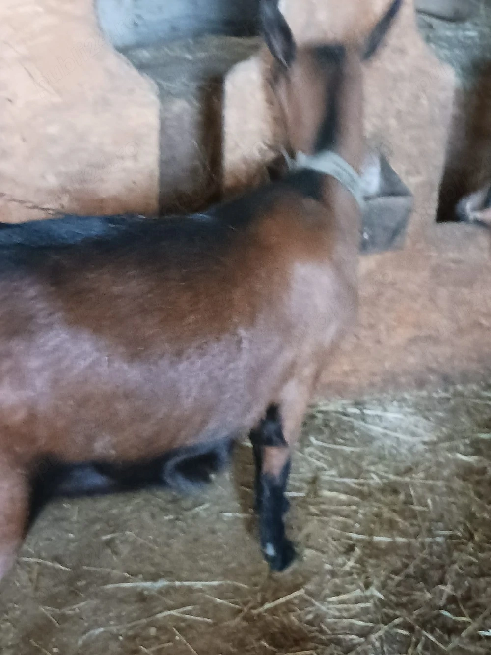 vand capra alpina franceza pura 