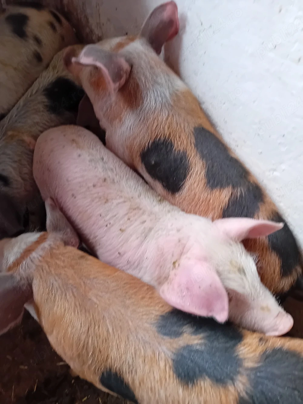 purcei 11 saptamani 320 lei