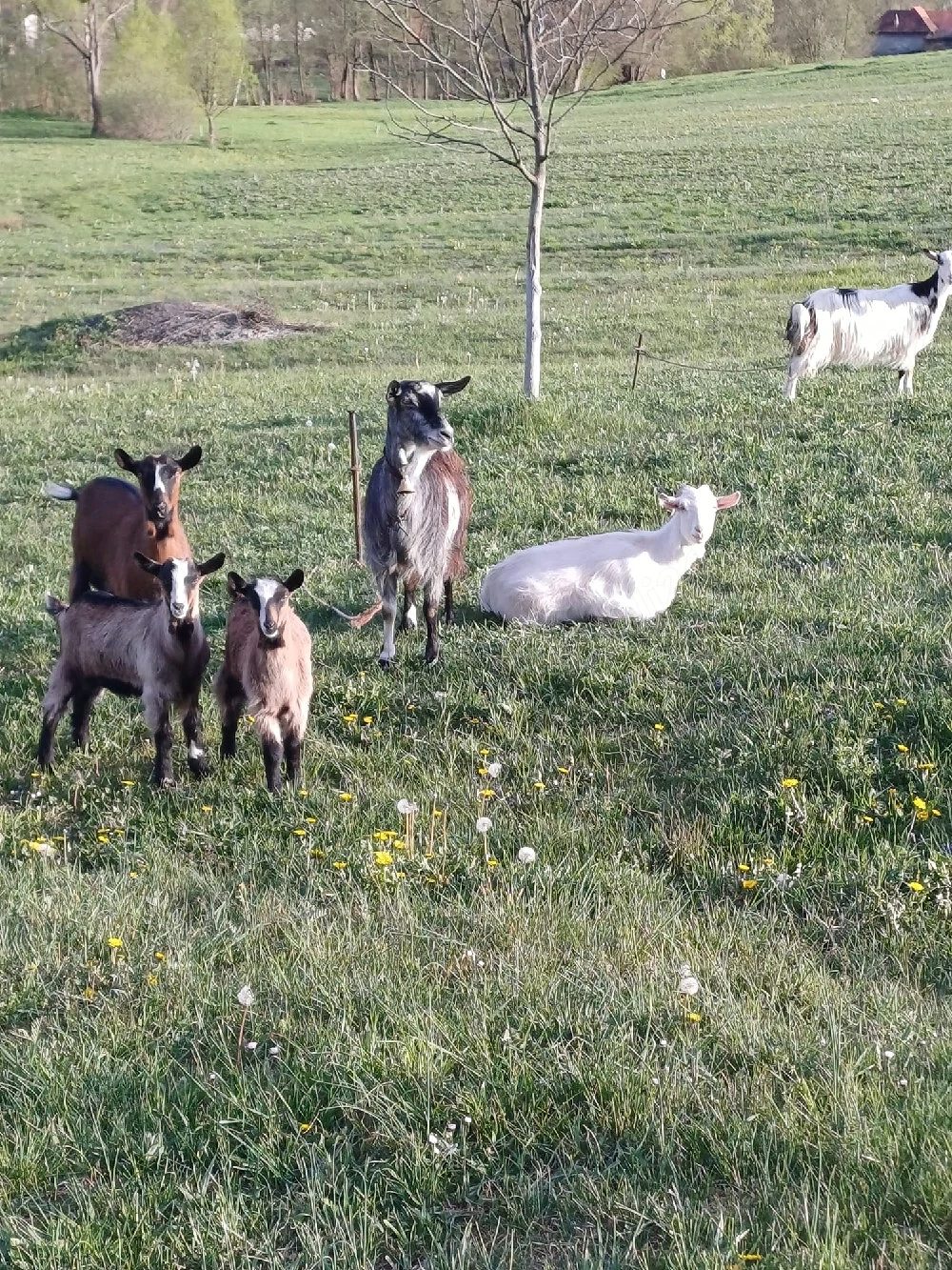 Vand capre Bratca-Bihor 