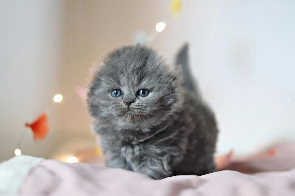 Pisici rasa SCOTTISH FOLD din felisa autorizată 
