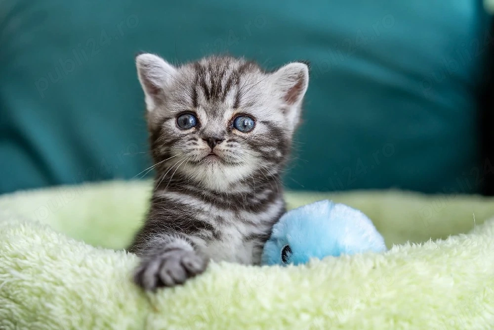 pui british shorthair 