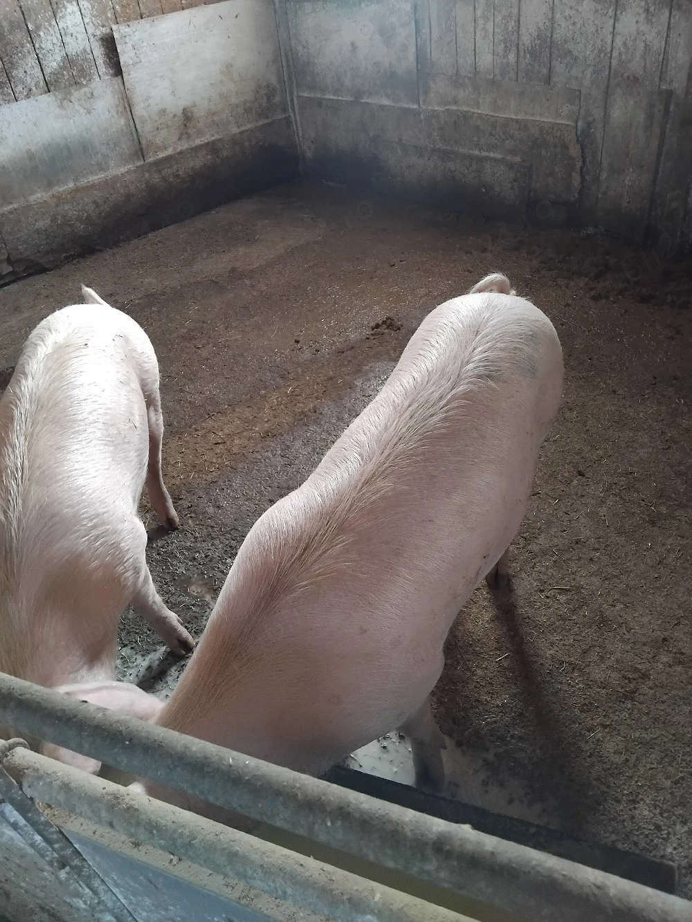 vand doua scrofite sau schimb pe alte animale vaci cai