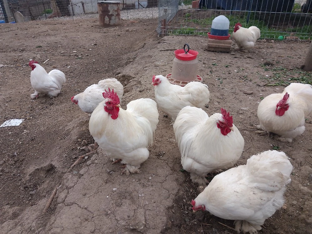 Cocos Cochinchina pitic alb 