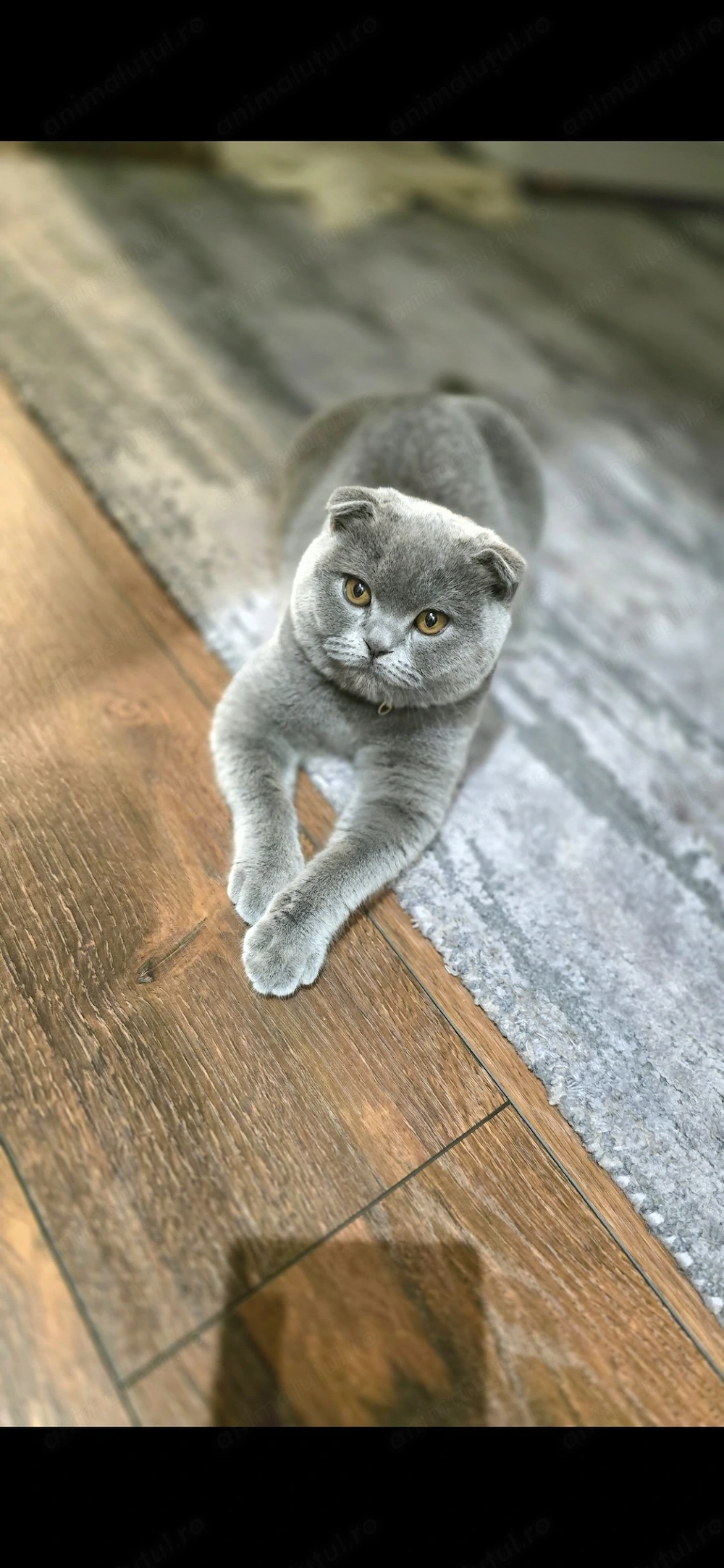 Pisică Scotish Fold