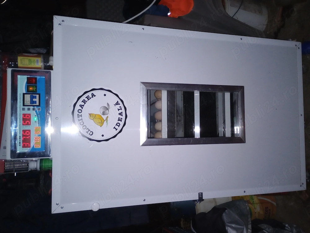 Pui de găină rasa mixta 