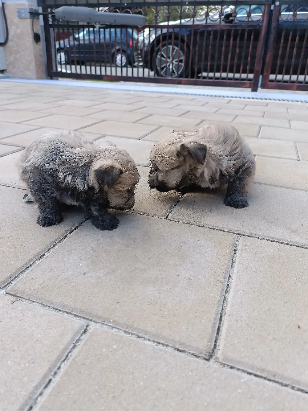 bichon , bichon havanez 