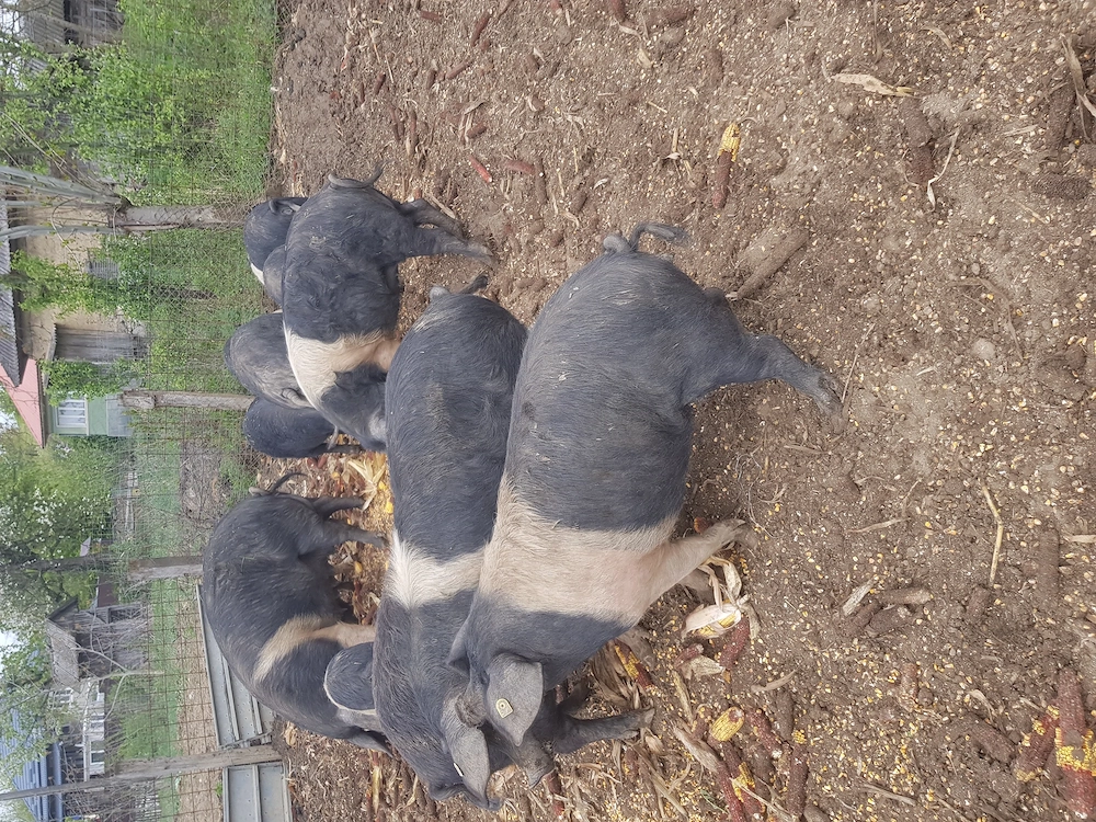 Vand porci bazna  