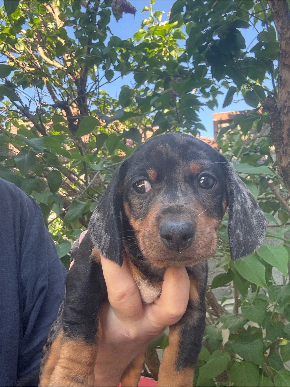 Teckel baiat Arlechin cu carnet 