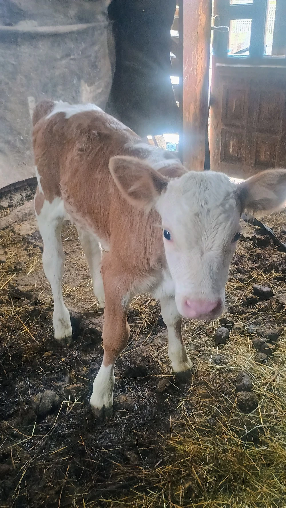 Vand vițea de bălțată românească 