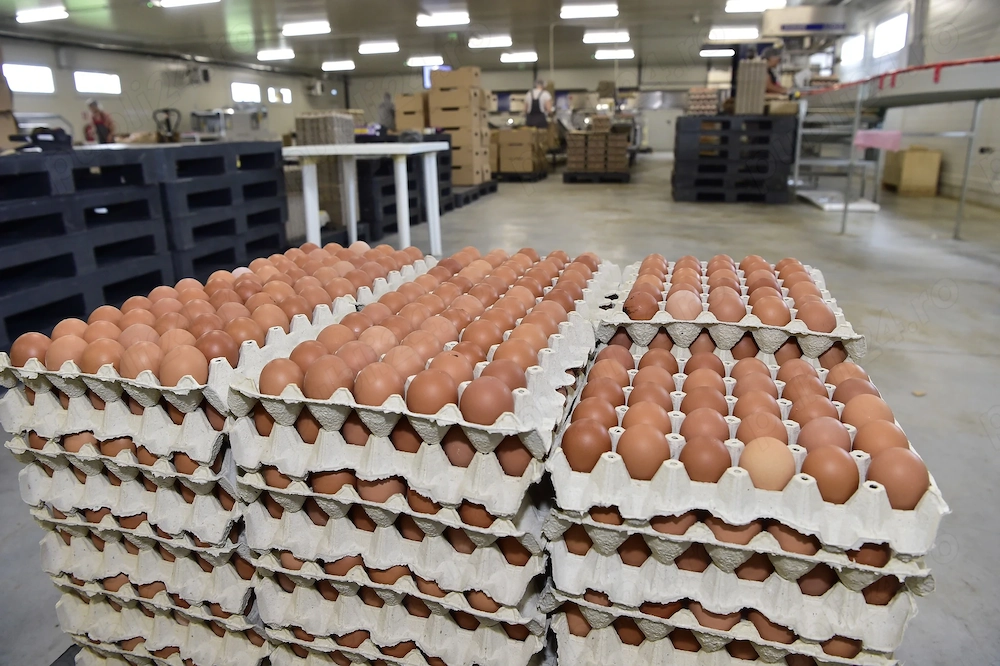 Cooperativa agricolă OVO PRODUCT angajează ambalatori manuali