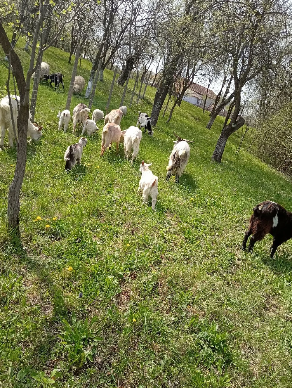 Vând capre cu iezi si cu lapte