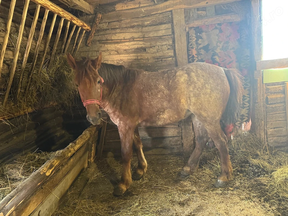 Vand iapa de 2 ani ,urgent!