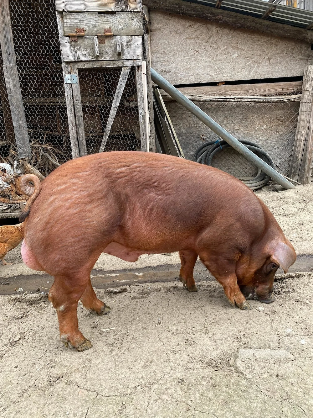 Vier duroc rasa pura,aprox.120-130 kg,varsta 7.5 luni