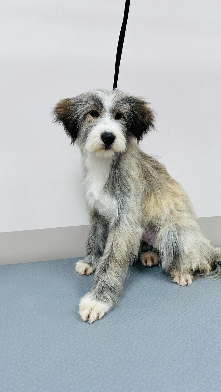 Donez catelusa de 7 luni, sterilizata 